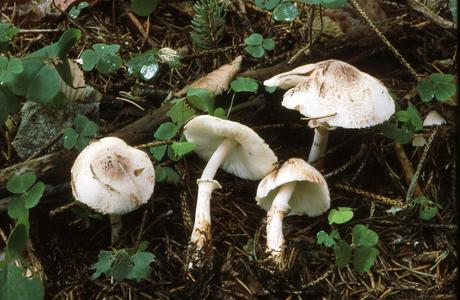 Anlaufender Egerlingsschirmpilz (Leucoagaricus badhamii) - © Helmut Pidlich-Aigner